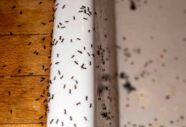  Pineville, LA Pest Control Pros